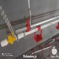 فروش لوازم مرغداری تک طیور در اصفهان در گروه تجهیزات مرغداری در یکمیوه