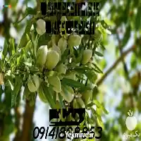 قیمت خرید نهال های مثمر غیرمثمر در ارومیه در گروه خرید و فروش نهال بادام در یکمیوه