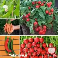 قیمت خرید تولید عرضه بذر صیفی در گروه خرید و فروش بذر سبزی در یکمیوه