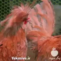 فروش ویژه تخم های نطفه دار در تهران در گروه انواع تخم ها در یکمیوه