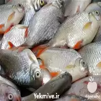 بوقلمون انواع بچه ماهی در وزن در گروه مهندس کشاورزی در یکمیوه