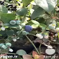 فروش نهال بلوبری با کیفیت عالی در گروه خرید و فروش میوه استوایی در یکمیوه