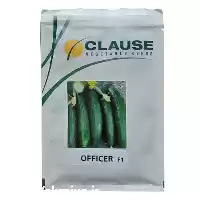 فروش بذر خیار آفیسر OFFICER F 1 در زاهدان در گروه خرید و فروش بذر خیار در یکمیوه