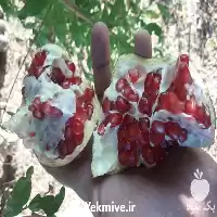 فروش زمستانی انواع نهال انار نهالستان در ساری در گروه خرید و فروش نهالستان در یکمیوه