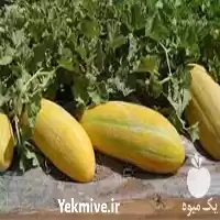 قیمت خرید بذر خربزه خاتونی ایرانی در گروه خرید و فروش بذر خربزه در یکمیوه