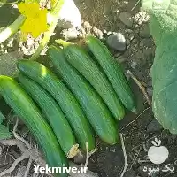 قیمت خرید بذر خیار هیبرید سوپر در گروه خرید و فروش بذر خیار در یکمیوه