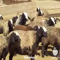 قیمت خرید گوسفند شال افشار در گروه گاو و گوسفند و میش و بز کهره گوساله در یکمیوه