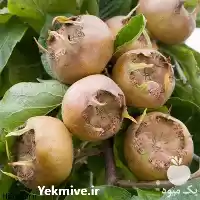 قیمت خرید درخت ازگیل درشت پیوندی در ساری در گروه خرید و فروش نهال در یکمیوه