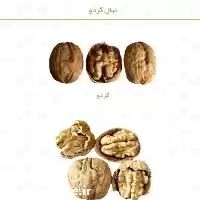 قیمت خرید نهال گردو در خرم‌ آباد در گروه خرید و فروش نهال گردو در یکمیوه