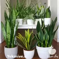 فروش گیاه آپارتمانی سانسوریا در تهران در گروه خرید و فروش گیاهان زینتی در یکمیوه