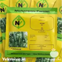 توزیع و فروش بذر خیار هیبرید در یزد در گروه خرید و فروش بذر خیار در یکمیوه