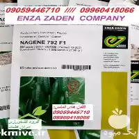 قیمت خرید بذر در بیرجند در گروه خرید و فروش بذر خیار در یکمیوه