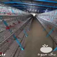 فروش لوازم پرورش مرغ گوشتی مرغوب در شیراز در گروه خرید و فروش تجهیزات گلخانه در یکمیوه