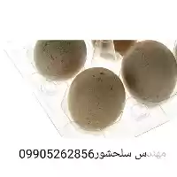 فروش قیمت تخم کبک در همدان در گروه خرید و فروش انواع پرنده در یکمیوه