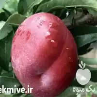 قیمت خرید نهال شلیل دیررس در خرم‌ آباد در گروه خرید و فروش نهال میوه در یکمیوه