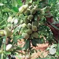 قیمت خرید عرضه نازلترین قیمت عمده در شیراز در گروه خرید و فروش نهال میوه در یکمیوه