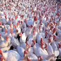 خرید بوقلمون پرواری در اصفهان در گروه مرغ و خروس و بوقلمون و اردک قو قاز در یکمیوه