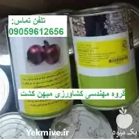 بذر پیاز قرمز مالبک در اهواز در گروه خرید و فروش بذر پیاز در یکمیوه