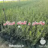 فروش نهال زیتون آمریکایی میشن گلدانی در ساری در گروه خرید و فروش نهال زیتون در یکمیوه