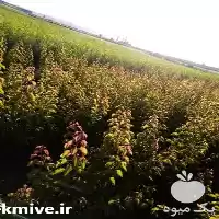 قیمت خرید نهال شلیل شمس در ارومیه در گروه خرید و فروش نهال میوه در یکمیوه
