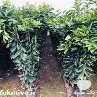 فروش نهال پرتقال تامسون در ساری در گروه خرید و فروش نهال پرتقال در یکمیوه
