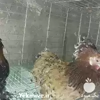 فروش تخم نطفه دار مرغ زینتی در گروه انواع تخم ها در یکمیوه