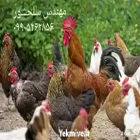 قیمت خرید تخم مرغ نطفه دار در گروه مرغ و خروس و بوقلمون و اردک قو قاز در یکمیوه