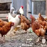 فروش مرغ محلی بومی تخم گذار در گروه مرغ و خروس و بوقلمون و اردک قو قاز در یکمیوه