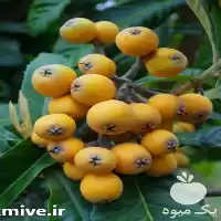 فروش نهال ازگیل ژاپنی گلدانی در گروه خرید و فروش نهال در یکمیوه