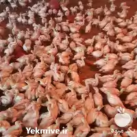 فروش جوجه بوقلمون یکروزه بیوتی در تهران در گروه مرغ و خروس و بوقلمون و اردک قو قاز در یکمیوه