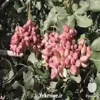 فروش نهال پسته در کرمان  در گروه خرید و فروش نهال پسته در یکمیوه