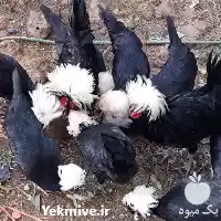 قیمت خرید تخم نطفه دار مرغ در گروه مرغ و خروس و بوقلمون و اردک قو قاز در یکمیوه