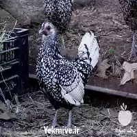 قیمت خرید پخش تخم نطفه دار در تهران در گروه انواع تخم ها در یکمیوه