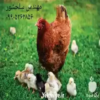 قیمت خرید تخم نطفه دار مرغ در گروه انواع تخم ها در یکمیوه