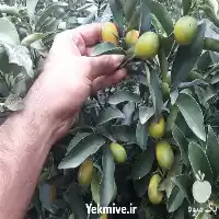 قیمت خرید عرضه درخت کامکوات پیوندی در ساری در گروه خرید و فروش نارنج در یکمیوه