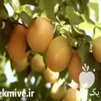 فروش نهال زردآلو پیش رس در گروه خرید و فروش نهال در یکمیوه