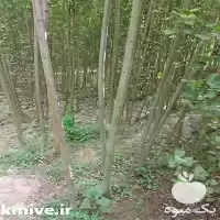 نهال فضای سبز در تهران در گروه سازنده در یکمیوه