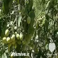 قیمت خرید قیمت نهال گردو چندلر در ارومیه در گروه خرید و فروش نهال گردو در یکمیوه