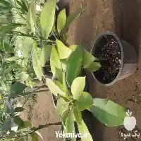 فروش نهال آووکادو پیوندی گل دار در گروه خرید و فروش نهال آووکادو در یکمیوه