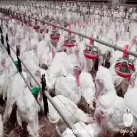 فروش عرضه جوجه بوقلمون سفید در تهران در گروه مرغ و خروس و بوقلمون و اردک قو قاز در یکمیوه