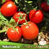 قیمت فروش بذر های گوجه فرنگی در ساری در گروه خرید و فروش گوجه فرنگی در یکمیوه