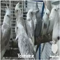 فروش ویژه تخم تضمینی عروس هلندی در تهران در گروه خرید و فروش انواع پرنده در یکمیوه