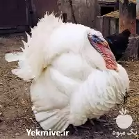 قیمت خرید تخم بوقلمون نطفه دار در گروه مرغ و خروس و بوقلمون و اردک قو قاز در یکمیوه