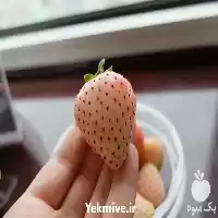 قیمت خرید عرضه بذر توت فرنگی در سنندج در گروه خرید و فروش توت فرنگی در یکمیوه