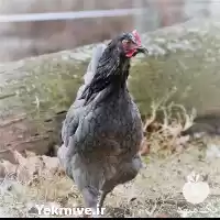 قیمت خرید مرغ ماهه محلی در تهران در گروه مرغ و خروس و بوقلمون و اردک قو قاز در یکمیوه