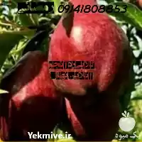 قیمت خرید نهال گلابی در ارومیه در گروه خرید و فروش نهال گلابی در یکمیوه