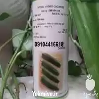 قیمت خرید بذر خیار گلخانه ای در گروه خرید و فروش بذر خیار در یکمیوه