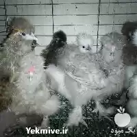 قیمت خرید تخم نطفه دار مرغ در گروه انواع تخم ها در یکمیوه