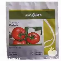 قیمت خرید قیمت بذر گوجه دافنیس در کرمانشاه در گروه خرید و فروش بذر گوجه در یکمیوه