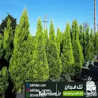 فروش خرید و قیمت نهال سرو در گروه خرید و فروش نهال سرو در یکمیوه